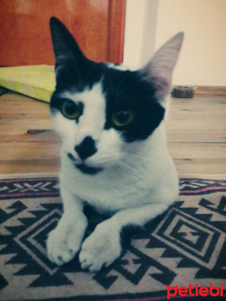 Tekir Kedi, Kedi  Boncuk fotoğrafı