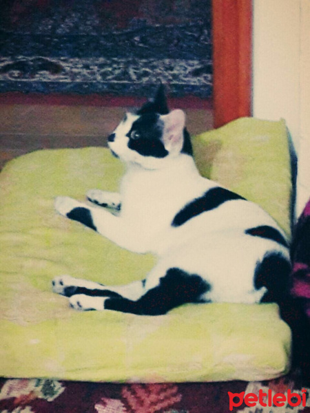 Tekir Kedi, Kedi  Boncuk fotoğrafı
