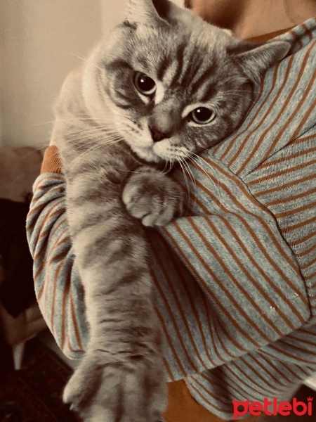 British Shorthair, Kedi  Duman fotoğrafı
