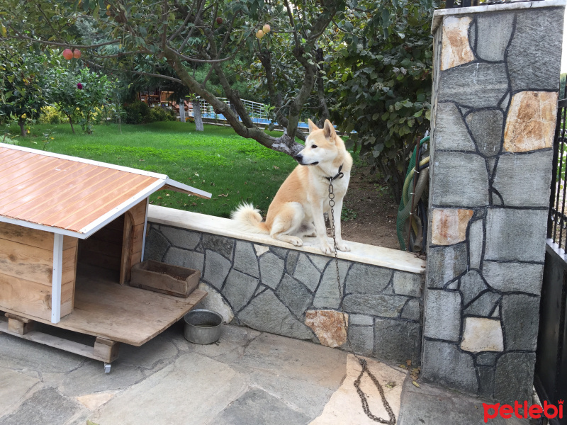 Akita İnu, Köpek  Paşa fotoğrafı