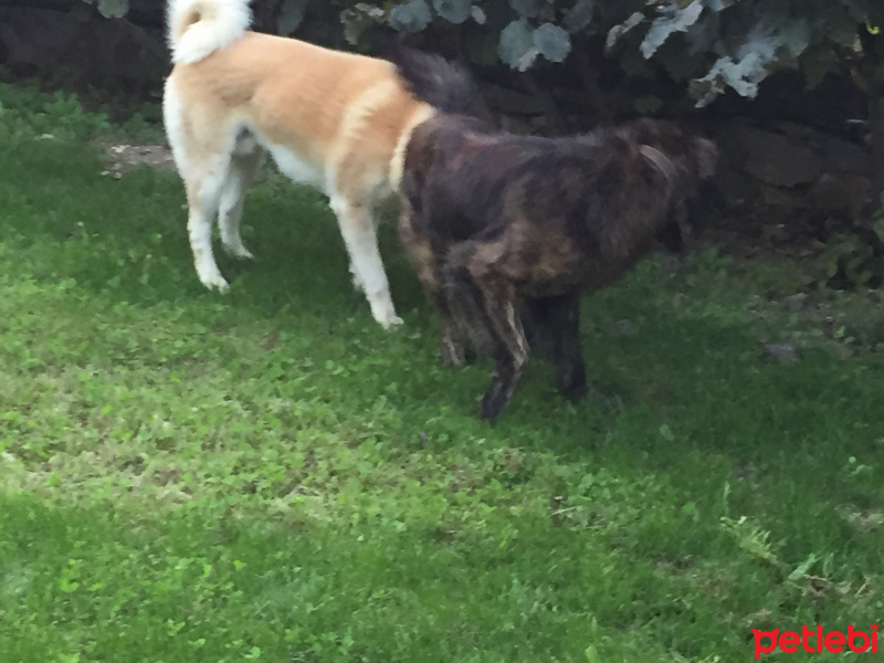 Akita İnu, Köpek  Paşa fotoğrafı