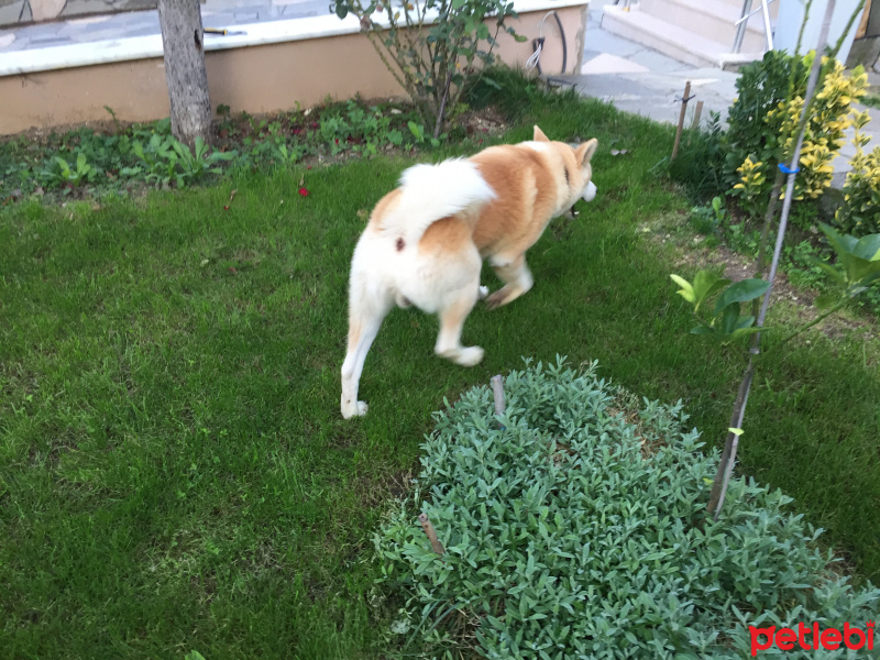 Akita İnu, Köpek  Paşa fotoğrafı