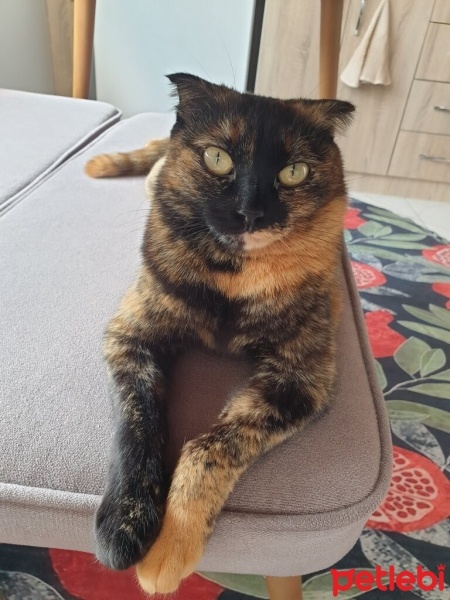 Scottish Fold, Kedi  Mila fotoğrafı