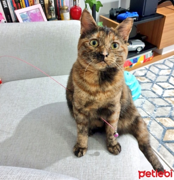 Tekir Kedi, Kedi  Cosette fotoğrafı