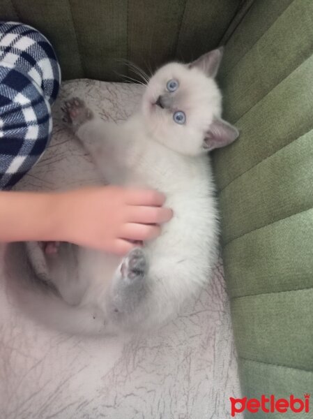 British Shorthair, Kedi  British shorthair blue point fotoğrafı