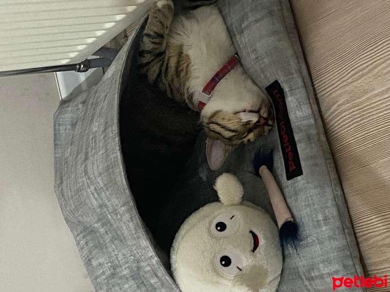 Tekir Kedi, Kedi  Lipton fotoğrafı