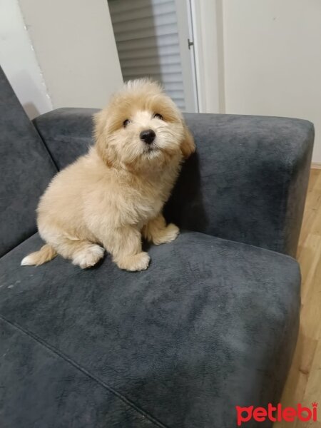 Maltese, Köpek  Köpük fotoğrafı