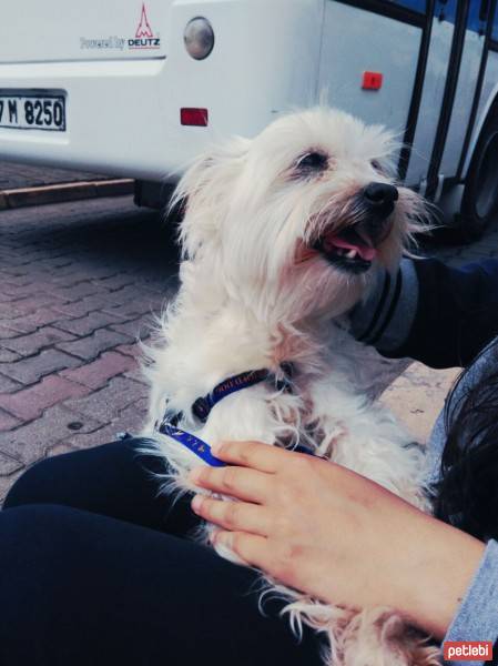 Maltese, Köpek  Şirine fotoğrafı