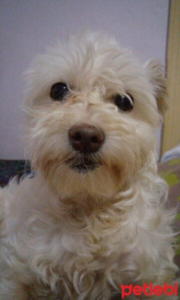 Maltese, Köpek  Şirine fotoğrafı