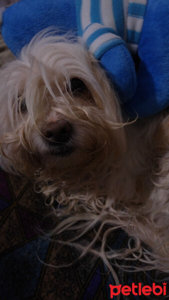 Maltese, Köpek  Şirine fotoğrafı