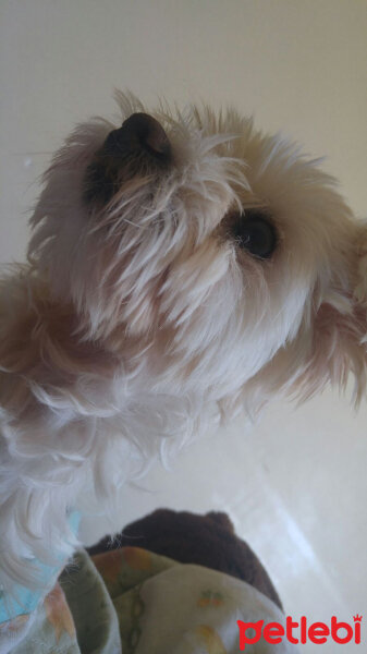 Maltese, Köpek  Şirine fotoğrafı