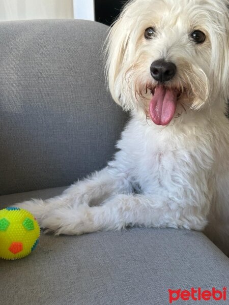 Maltese, Köpek  Zilli fotoğrafı