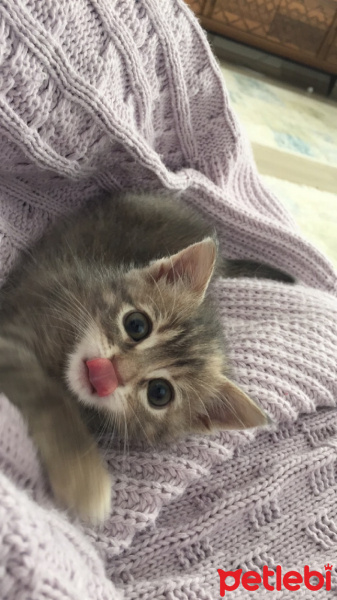Tekir Kedi, Kedi  Mia fotoğrafı