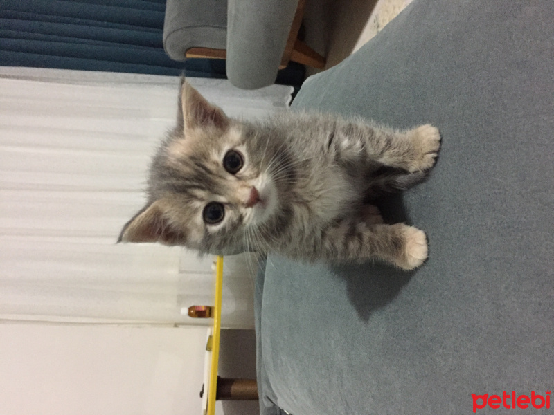 Tekir Kedi, Kedi  Mia fotoğrafı