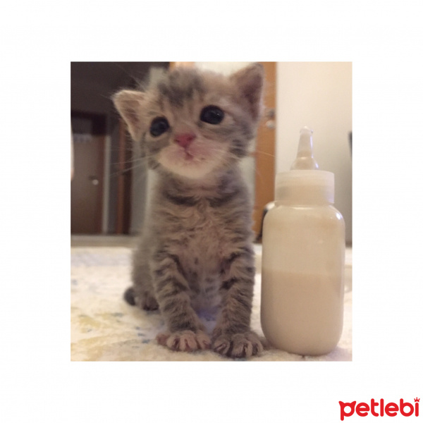 Tekir Kedi, Kedi  Mia fotoğrafı