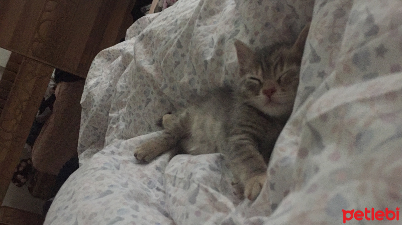 Tekir Kedi, Kedi  Mia fotoğrafı