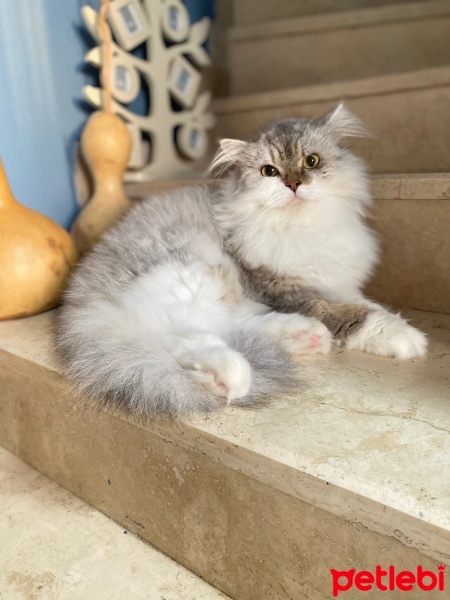 British Longhair, Kedi  Duman fotoğrafı