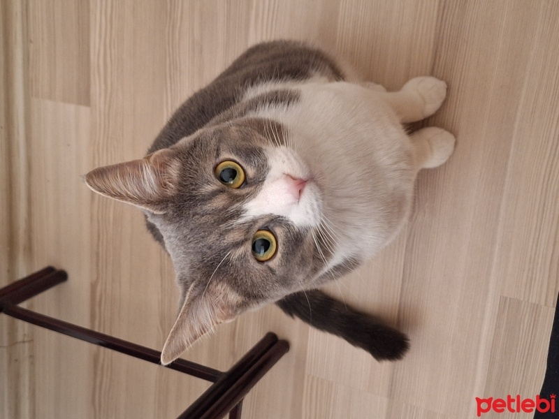 Tekir Kedi, Kedi  Boncuk fotoğrafı