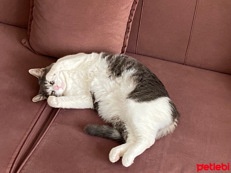 Tekir Kedi, Kedi  Boncuk fotoğrafı