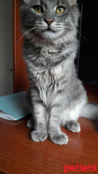 Norwegian Forest, Kedi  Gumus fotoğrafı