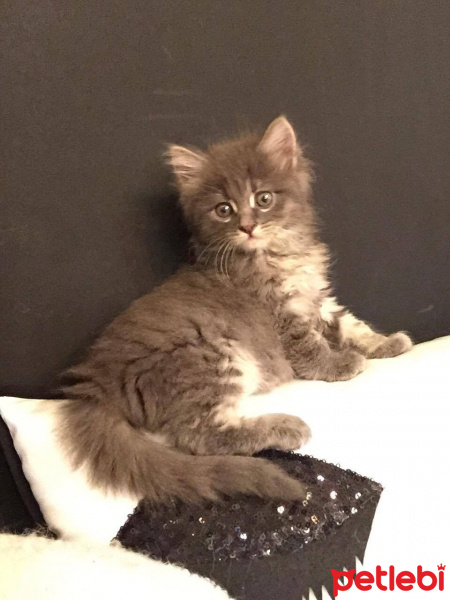 Norwegian Forest, Kedi  Gumus fotoğrafı