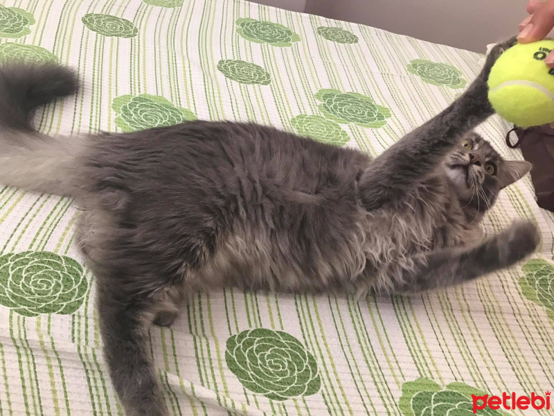 Norwegian Forest, Kedi  Gumus fotoğrafı