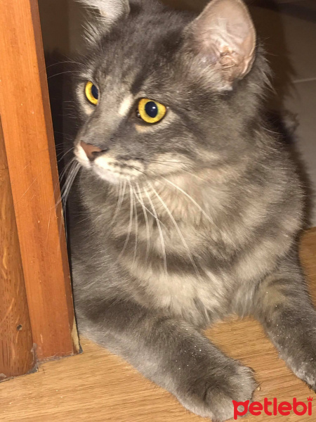 Norwegian Forest, Kedi  Gumus fotoğrafı