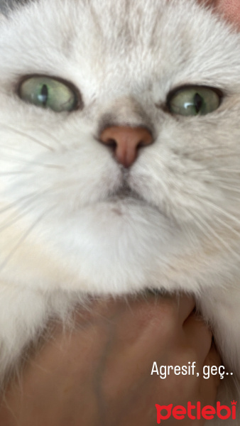 British Shorthair, Kedi  Chia fotoğrafı