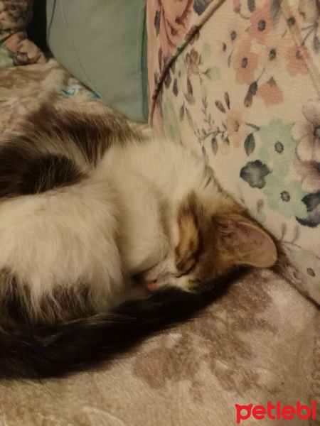 Tekir Kedi, Kedi  Ponçik fotoğrafı