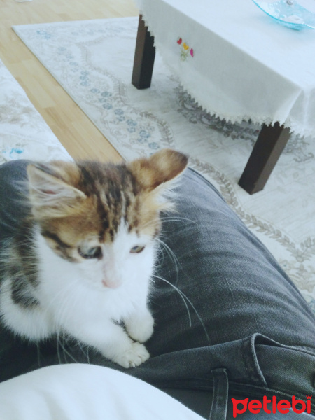 Tekir Kedi, Kedi  Ponçik fotoğrafı
