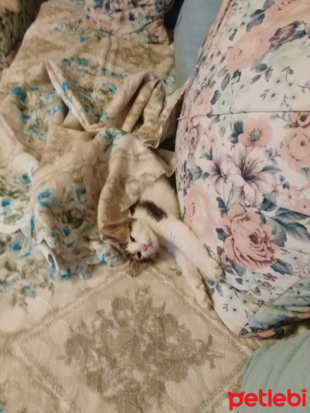 Tekir Kedi, Kedi  Ponçik fotoğrafı