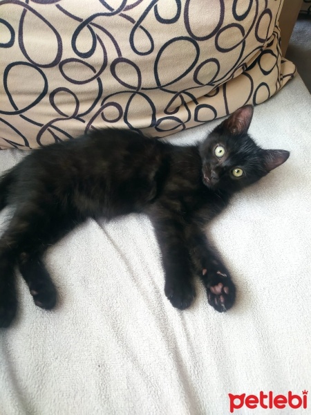 Tekir Kedi, Kedi  Meraklı fotoğrafı
