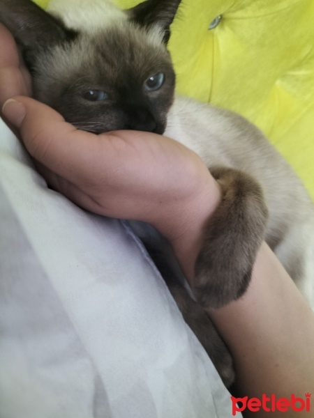 Siyam Kedisi, Kedi  Han fotoğrafı
