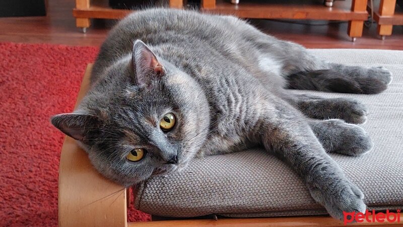 British Shorthair, Kedi  Misty fotoğrafı