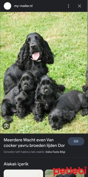 İngiliz Cocker Spaniel, Köpek  Zeytin fotoğrafı