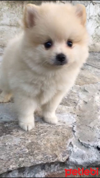 Pomeranyalı, Köpek  Ceks fotoğrafı
