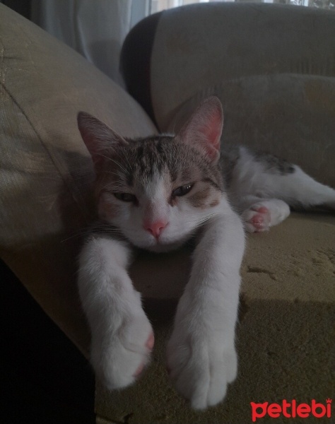 Tekir Kedi, Kedi  KONT fotoğrafı