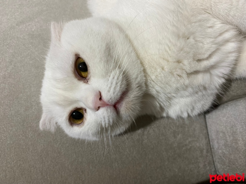 Scottish Fold, Kedi  Lokum fotoğrafı