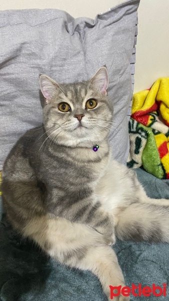 Scottish Fold, Kedi  Sütlaç fotoğrafı