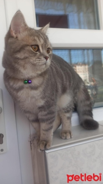 Scottish Fold, Kedi  Sütlaç fotoğrafı