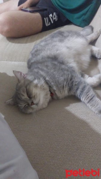 Scottish Fold, Kedi  Sütlaç fotoğrafı