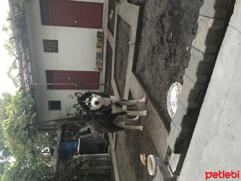 Sibirya Kurdu (Husky), Köpek  Ayaz fotoğrafı