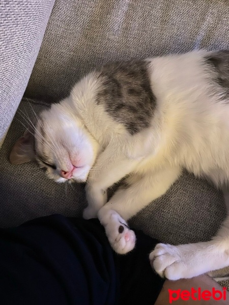 Tekir Kedi, Kedi  Mantı fotoğrafı