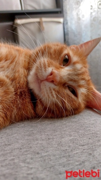 Sarman, Kedi  Osman fotoğrafı
