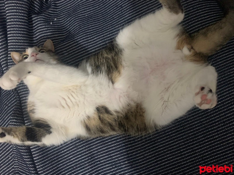 Tekir Kedi, Kedi  Eros fotoğrafı