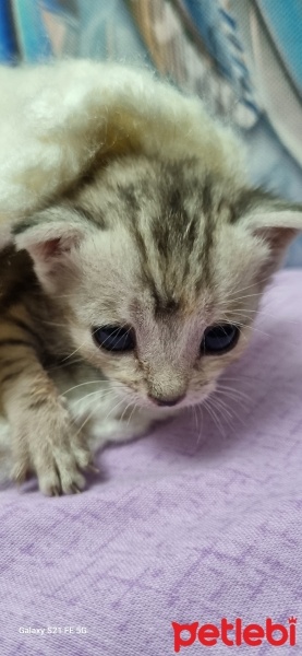 Egyptian Maular, Kedi  Mercan fotoğrafı