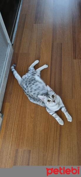 Egyptian Maular, Kedi  Mercan fotoğrafı