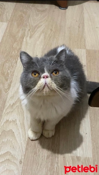 Exotic Shorthair, Kedi  Snape fotoğrafı