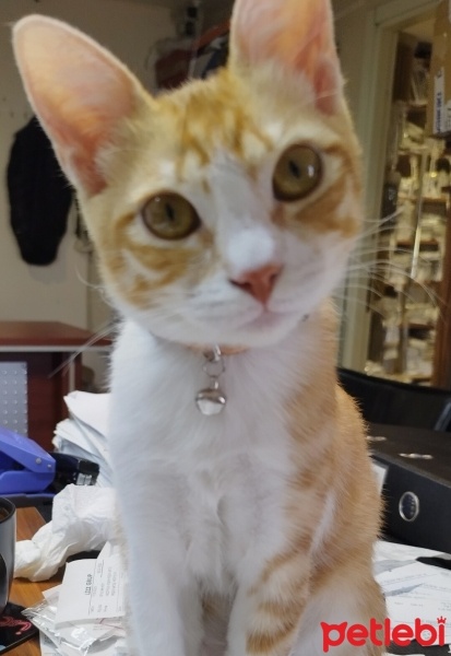 Sarman, Kedi  Güneş Balım fotoğrafı