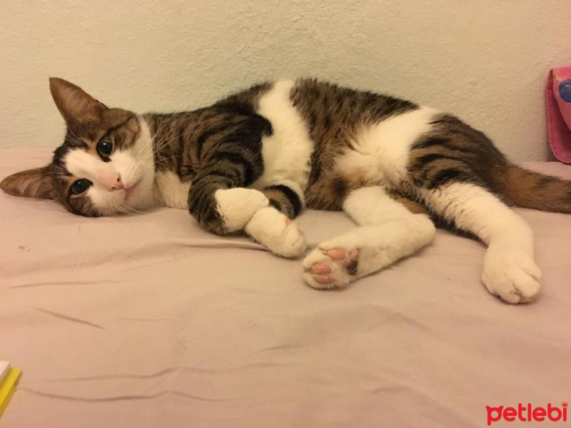 Tekir Kedi, Kedi  Diego fotoğrafı